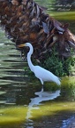 Silberreiher (Ardea alba)